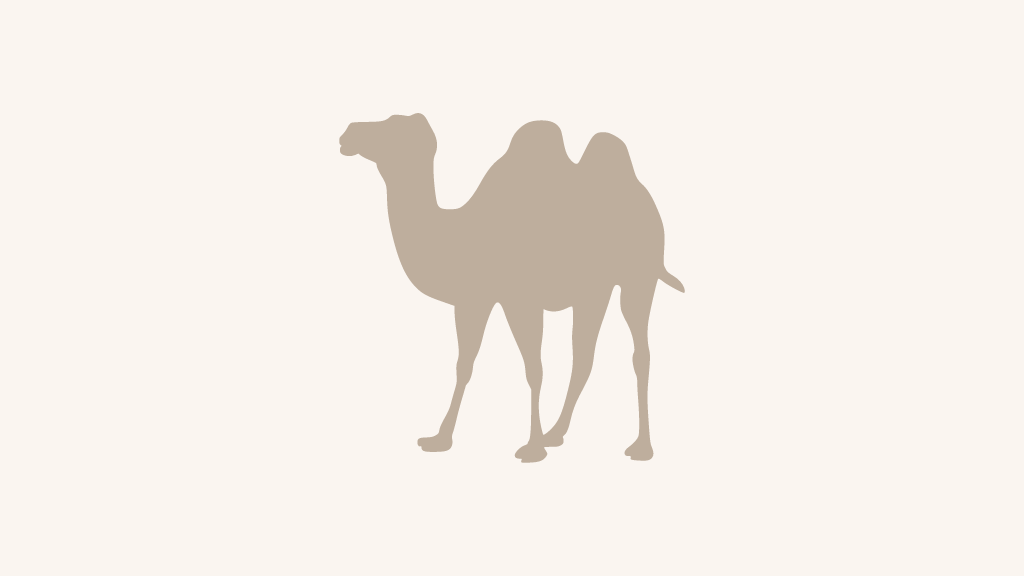 camel gifts