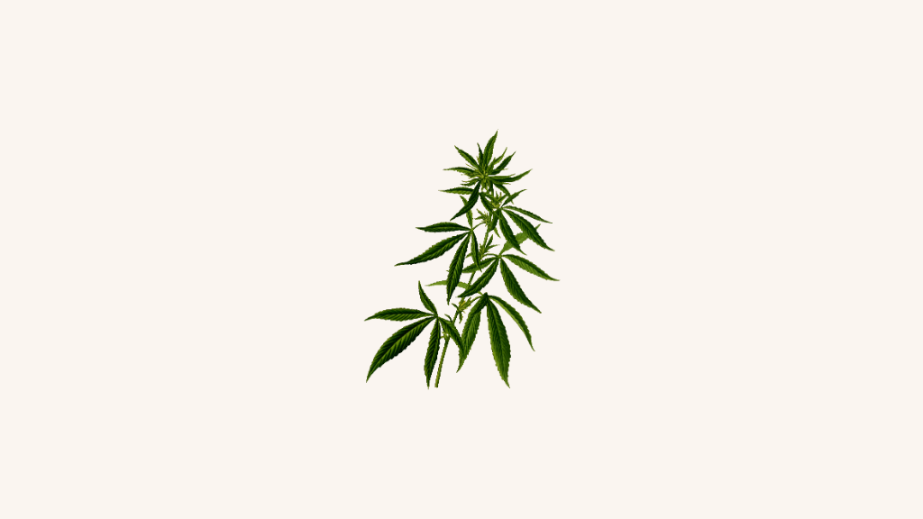 weed 1